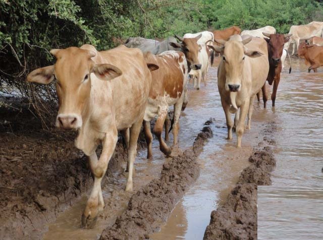 Soomaaliya oo suuq wanaagsan ka heshay Dhoofinta Lo’da.