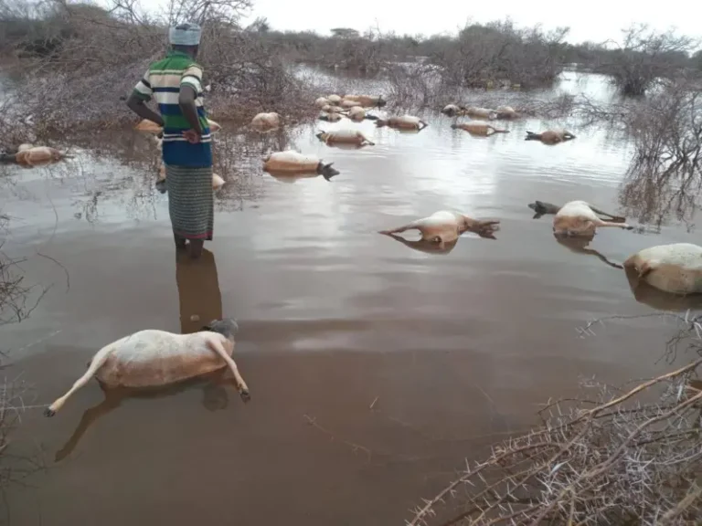 Qoys Soomaaliyeed oo Boqol neef oo ari ah ku waayay roobab Xoogan oo Xalay Da ay.