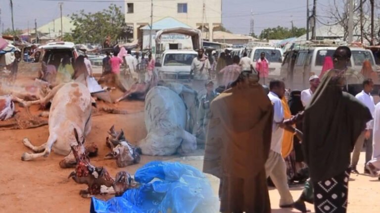 {DAAWO MUUQAALKA} Booliska Gaalkacyo oo Xabsiga dhigay Dad ka ganacsan jiray Xoolo ay soo xadeen.