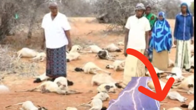 {DAAWO MUUQAALKA} 85 Neef oo Ari ah oo ku Dhintay Biriq ku Dhufatay Wajir.